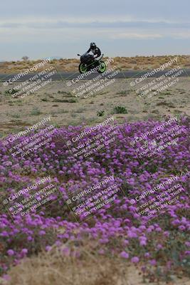 media/Jan-14-2023-SoCal Trackdays (Sat) [[497694156f]]/Turn 14 Exit Bloomig (145pm)/